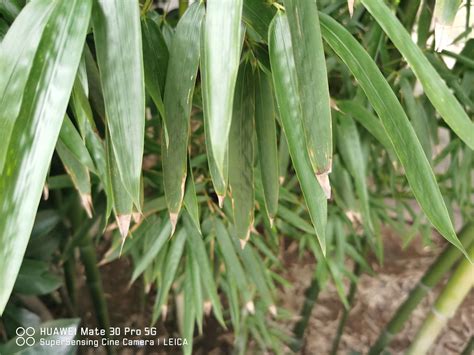 竹子繁殖方法